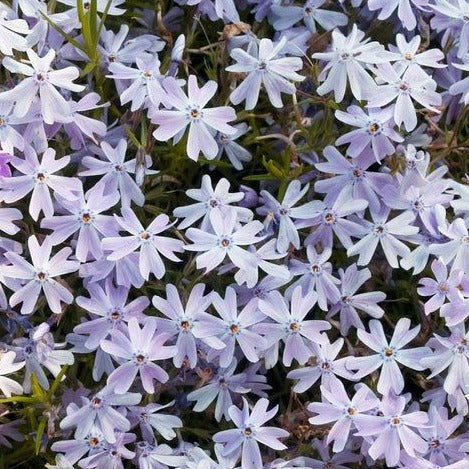 Phlox (S) 'Emerald Cushion Blue - Vlambloem - toptuinplanten