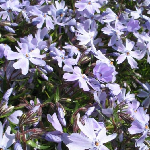 Phlox (S) 'Emerald Cushion Blue - Vlambloem - toptuinplanten