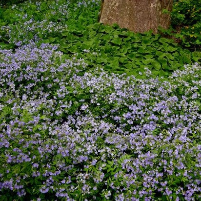 Polemonium reptans - toptuinplanten