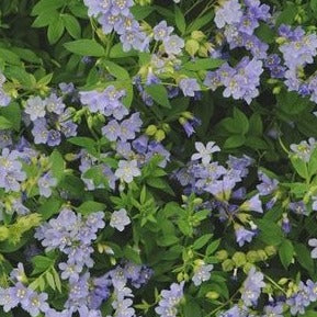Polemonium reptans - toptuinplanten