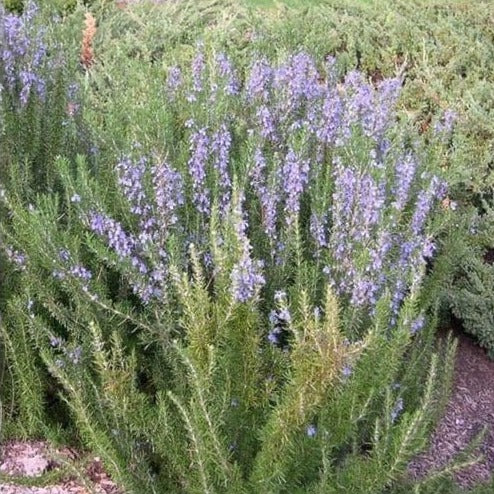 Rosmarinus officinalis - Rozemarijn - toptuinplanten