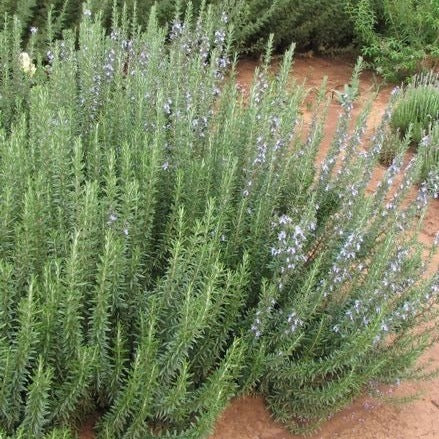 Rosmarinus officinalis - Rozemarijn - toptuinplanten