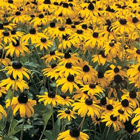 Rudbeckia fulgida 'Goldsturm' - toptuinplanten