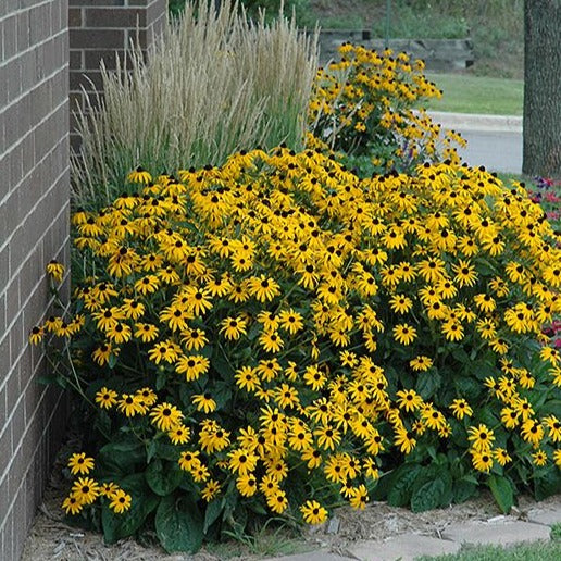 Rudbeckia fulgida 'Goldsturm' - toptuinplanten