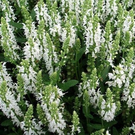 Salvia nemorosa 'Schneehügel' - Salvia - toptuinplanten