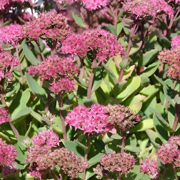 Sedum 'Carl' - Vetkruid - toptuinplanten