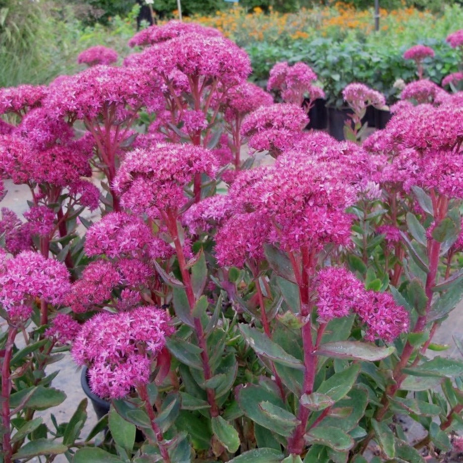 Sedum 'Carl' - Vetkruid - toptuinplanten