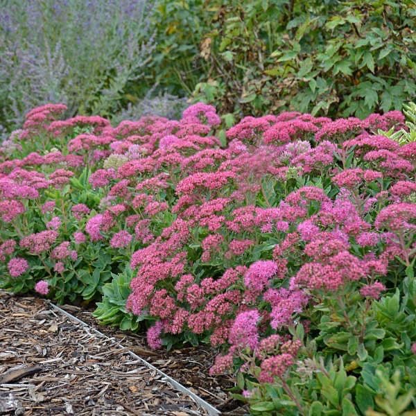 Sedum 'Carl' - Vetkruid - toptuinplanten