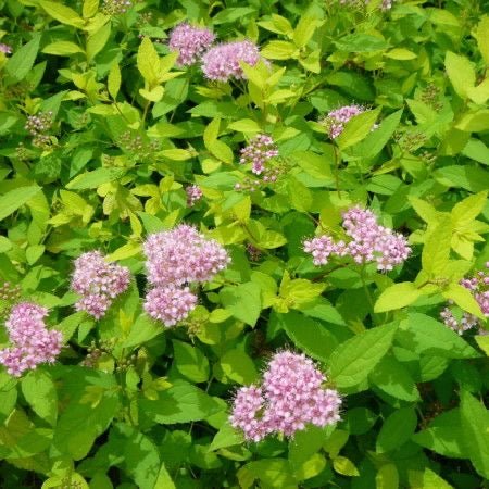 Spiraea japonica 'Little Princess' - toptuinplanten