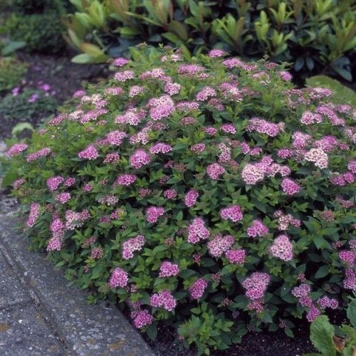 Spiraea japonica 'Little Princess' - toptuinplanten