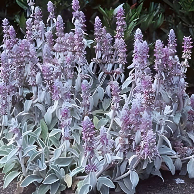 Stachys byzantina - toptuinplanten