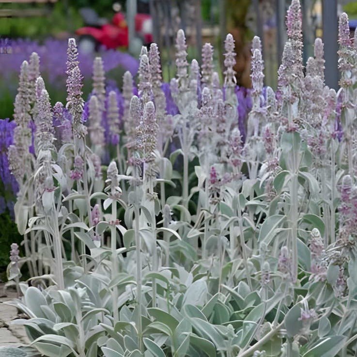 Stachys byzantina - toptuinplanten