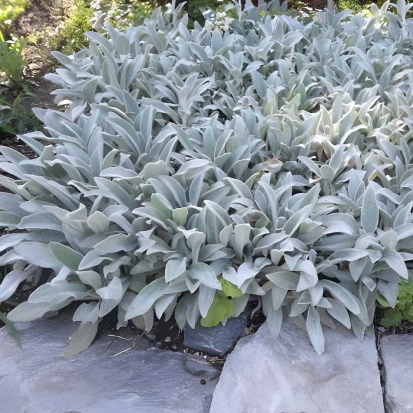 Stachys byzantina - toptuinplanten