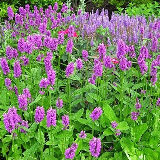 Stachys officinalis - toptuinplanten