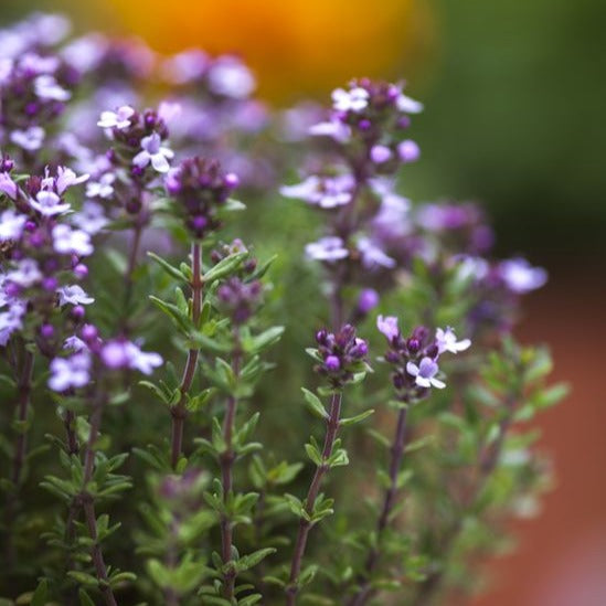 Thymus vulgaris - toptuinplanten