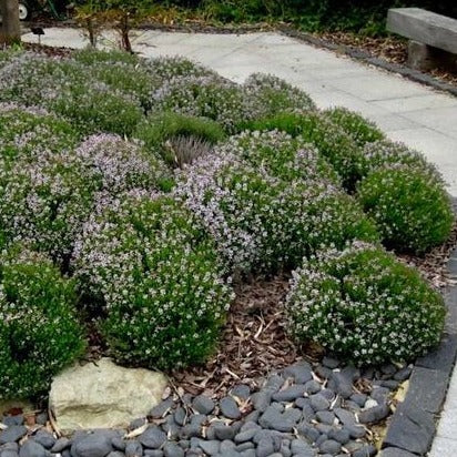 Thymus vulgaris - toptuinplanten