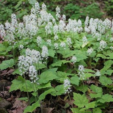 Tiarella cordifolia - toptuinplanten