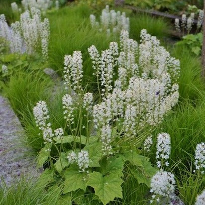 Tiarella cordifolia - toptuinplanten