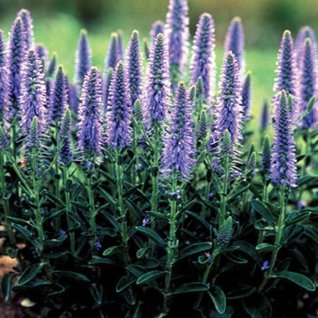Veronica spicata - Ereprijs - toptuinplanten