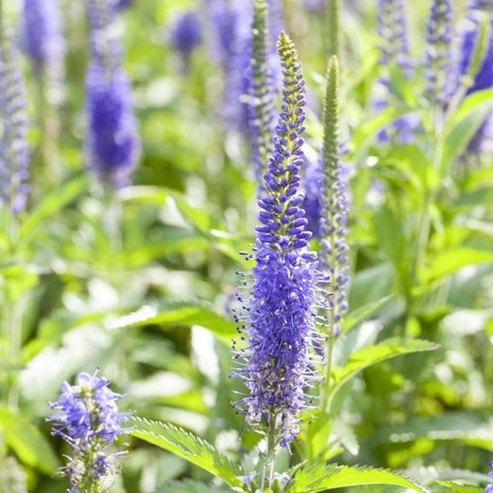 Veronica spicata - Ereprijs - toptuinplanten