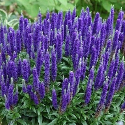 Veronica spicata - Ereprijs - toptuinplanten