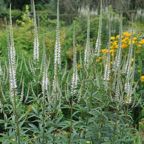 Veronicastrum virg. 'Album' - Ereprijs - toptuinplanten