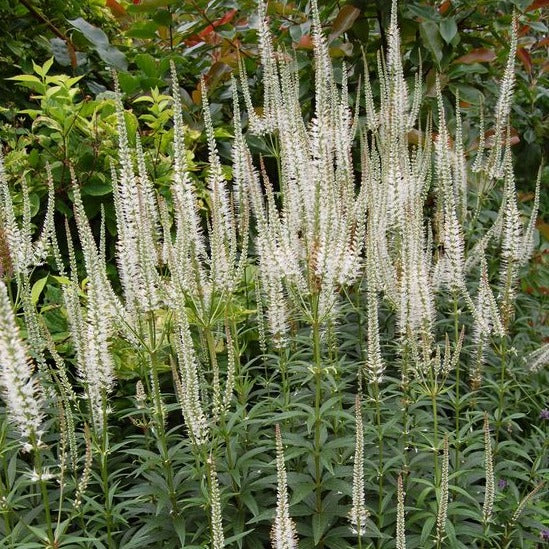 Veronicastrum virg. 'Album' - Ereprijs - toptuinplanten