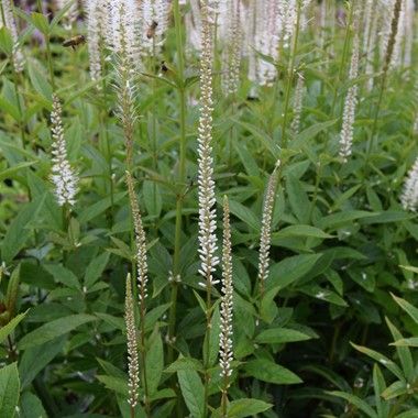Veronicastrum virg. 'Album' - Ereprijs - toptuinplanten