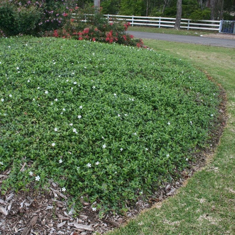 Vinca Minor 'Alba - Maagdenpalm - toptuinplanten
