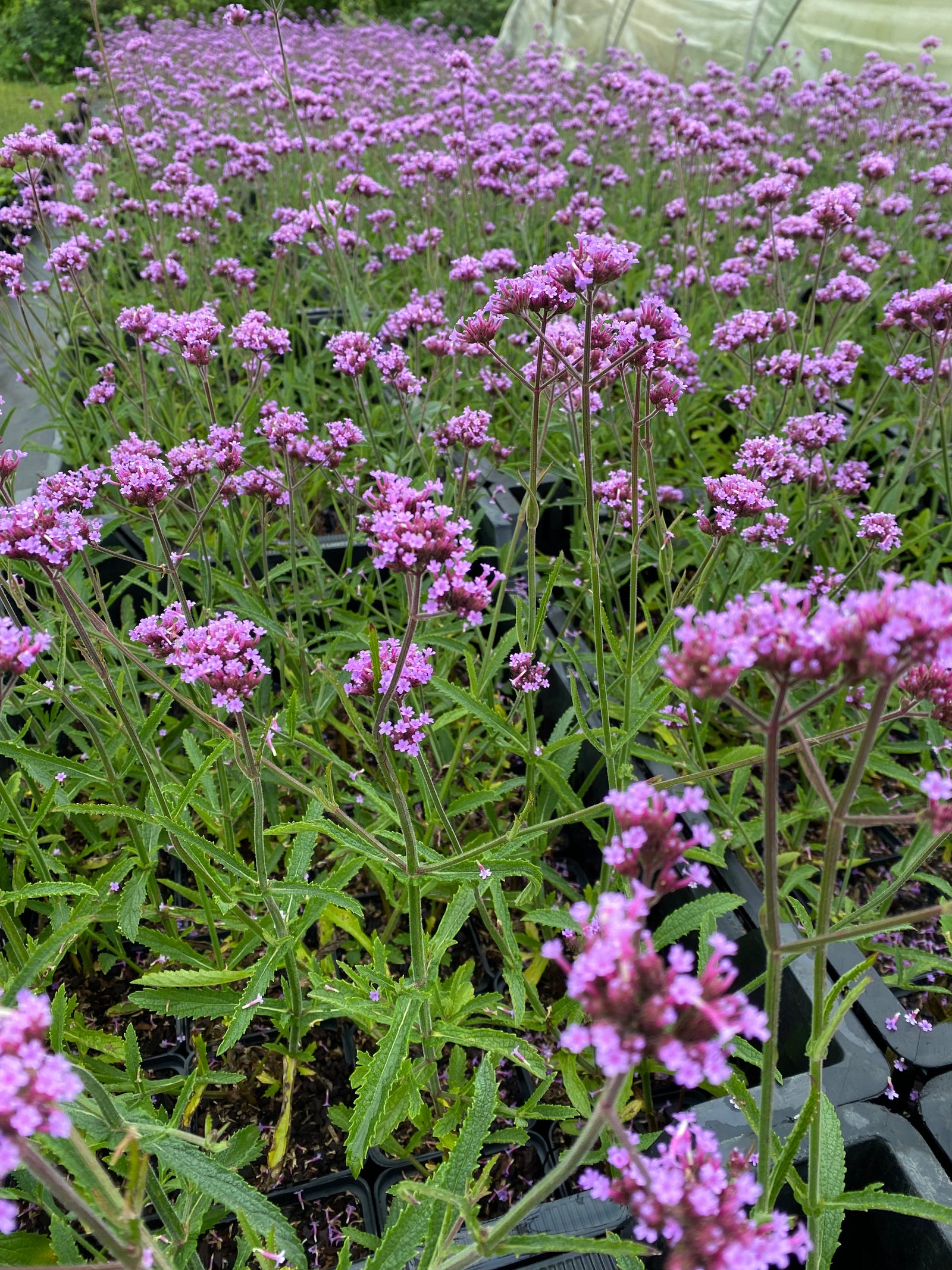 Blog: Verbena bonariensis