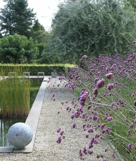 Blog: Verbena bonariensis - toptuinplanten