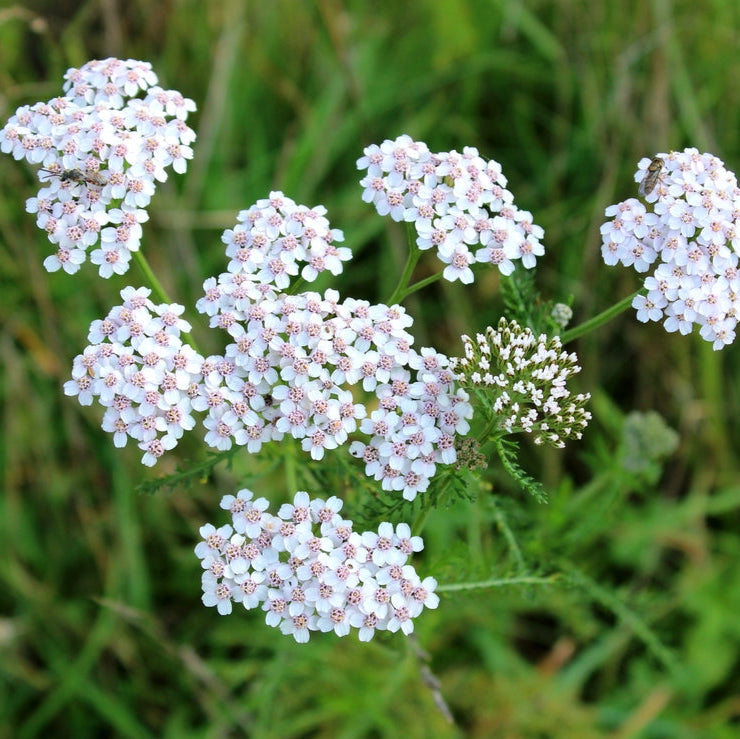 Achillea millefolium - Duizendblad | Bloemenpark Achillea millefolium - Duizendblad | Bloemenpark