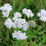 Achillea millefolium - Duizendblad