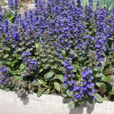 Ajuga reptans 'Braunherz' – Kruipend zenegroen