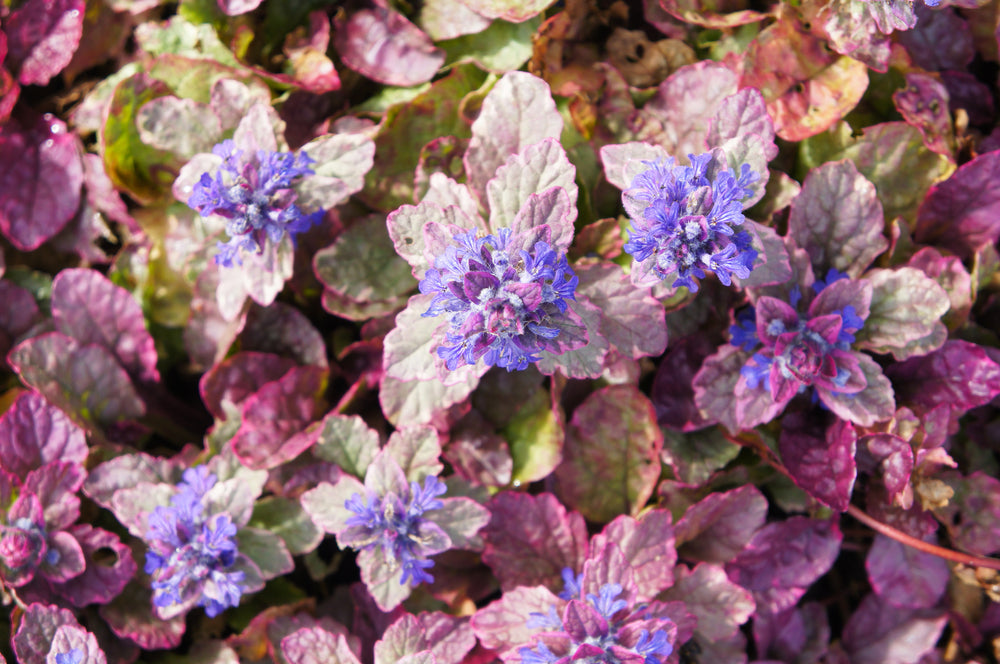 Ajuga reptans 'Burgundy Glow' – Kruipend zenegroen