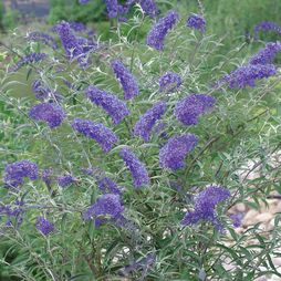 Buddleja davidii ' Nano Blue ' Vlinderstruik