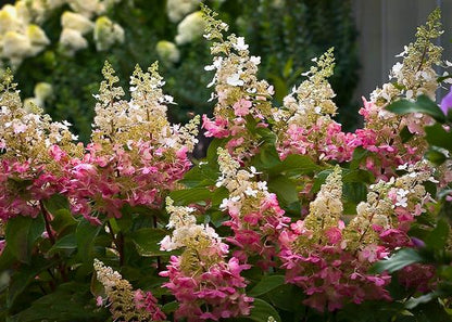 Hydrangea paniculata 'Pinky Winky' - Pluimhortensia