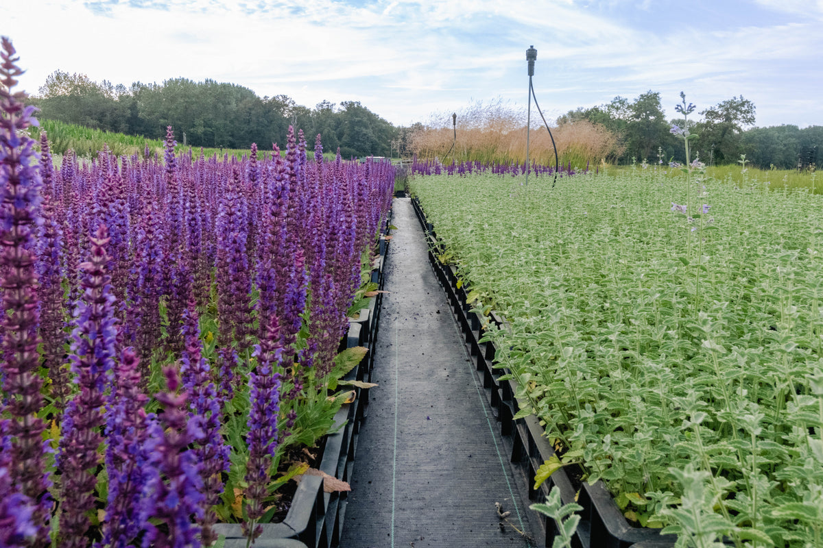 Salvia nemorosa 'Ostfriesland' - Salie