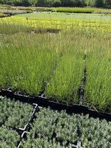 Molinia arundinacea 'Karl Foerster' - Pijpenstrootje