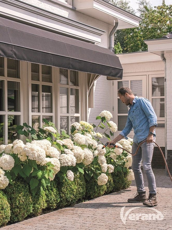 Hortensia Annabelle 