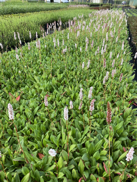 Persicaria aff. 'Superba': - Duizendknoop
