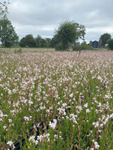 Gaura lindh. 'Whirling Butterflies, Prachtkaars