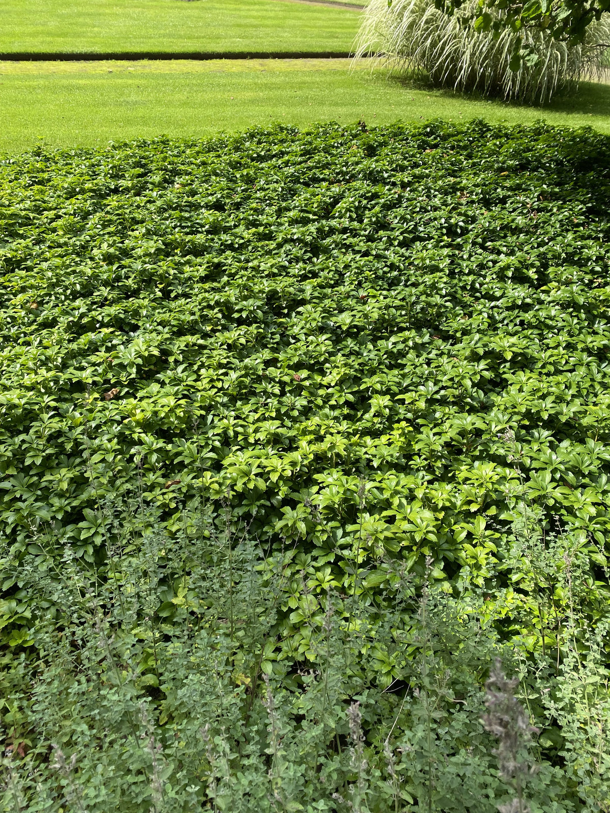 Pachysandra terminalis