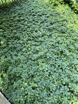 Pachysandra terminalis