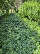 Pachysandra terminalis