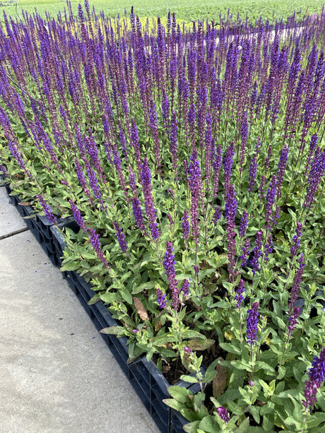 salvia nemorosa 'caradonna - Salie