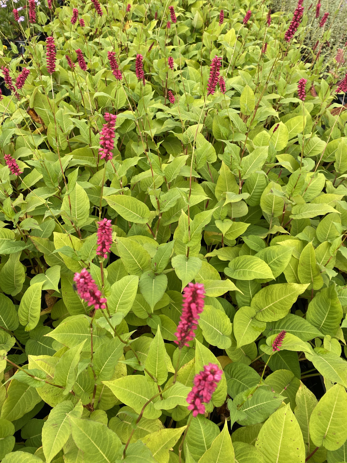 Persicaria amplexicaulis 'Taurus' - Duizendknoop
