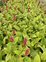 Persicaria amplexicaulis 'Taurus' - Duizendknoop