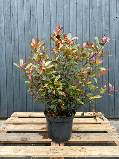 Photinia fraseri 'Carré Rouge' - Glansmispel