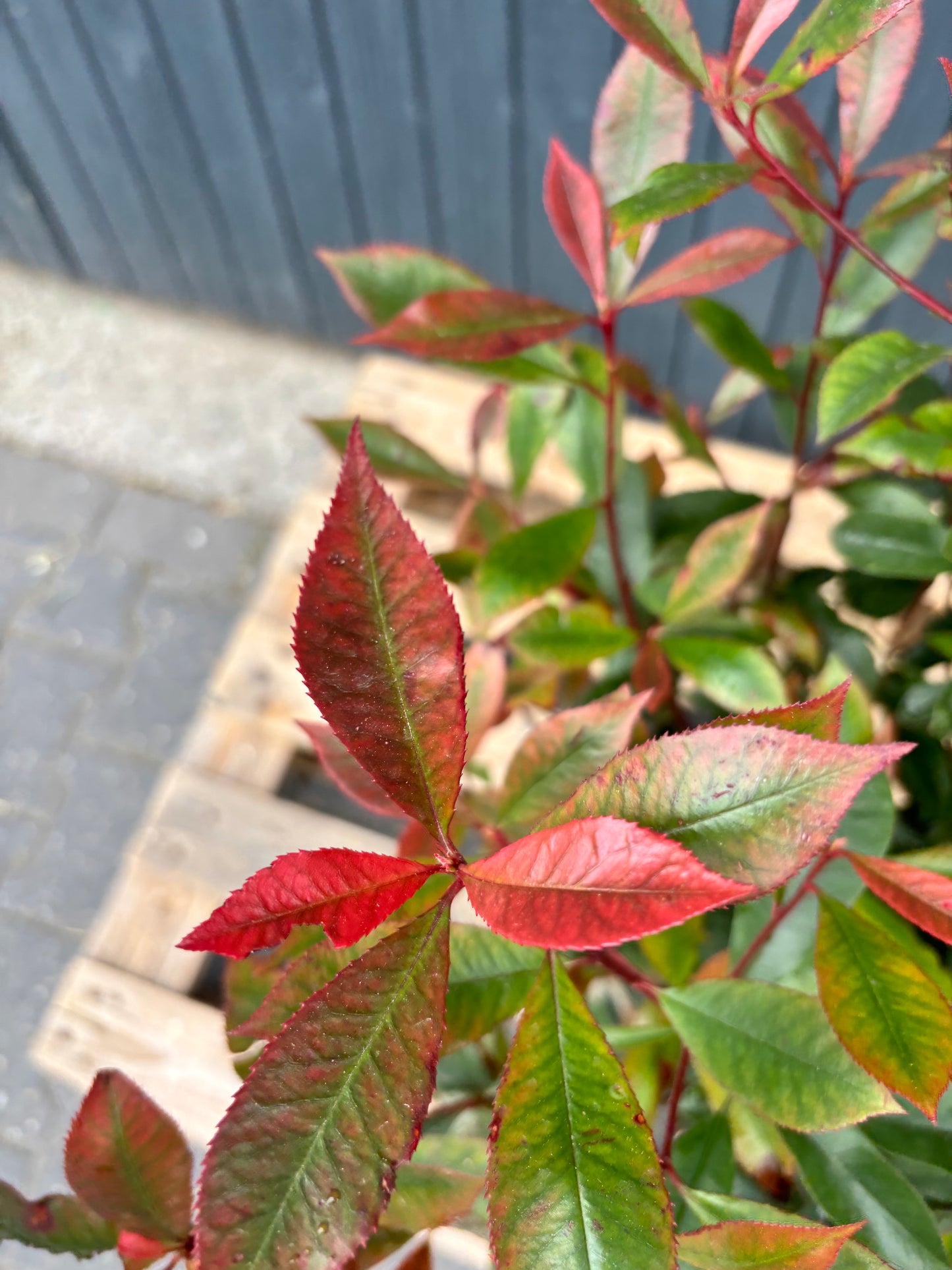 Photinia fraseri 'Carré Rouge' - Glansmispel